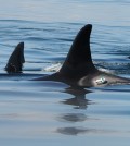 Digital acoustic recording tags temporarily attached to killer whales measure vessel noise reaching the whales. Photos taken under NOAA Fisheries and Department of Fisheries and Oceans research permit (No.781-1824 and 16163). (Credit: National Oceanic and Atmospheric Administration)