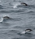 Chinstrap penguins swim in the Southern Ocean. (Credit: Liam Quinn via Creative Commons 2.0)