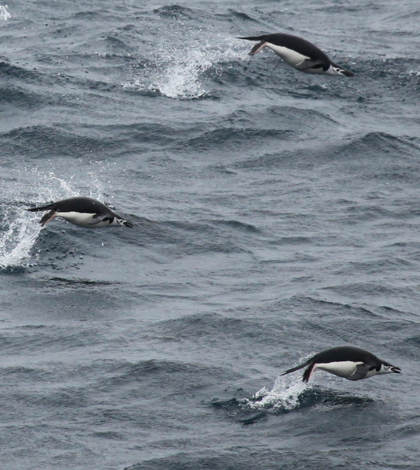 Chinstrap penguins swim in the Southern Ocean. (Credit: Liam Quinn via Creative Commons 2.0)