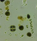Phytoplankton diversity and photosynthesis have been boosted by warmer temperatures. (Credit: Gabriel Yvon-Durocher)
