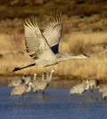 A sandhill crane soars over the water at Bosque del Apache Wildlife Refuge in central New Mexico. (Credit: Darrell J. Pehr / New Mexico State University)