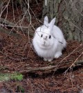 Snowshoe hare wearing its white winter coat in the springtime. (Credit: Dr. L. Scott Mills Research)