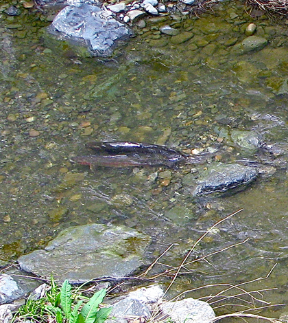 Adult Steelhead trout and redds spawn in Stevens Creek near Mountain View, California. (Credit: Schmiebel via Creative Commons 3.0)