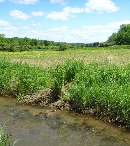 Wetlands are at risk of being degraded or overrun by invasive species. (Credit: Riparia / Penn State)