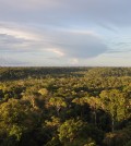 Canopy of the Amazon rainforest, with a storm cloud in the distance. (Credit: Marcelo Chamecki / Penn State University)