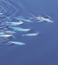 Beluga whales swim among West Greenland sea ice. (Credit: Kristin Laidre / University of Washington)