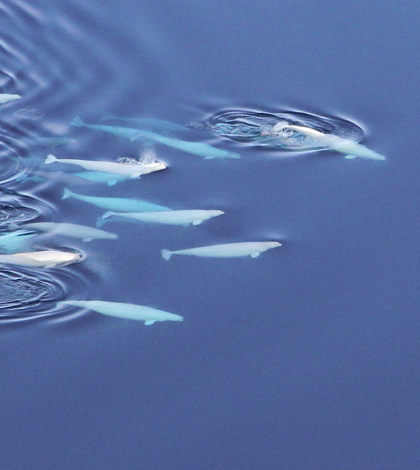 Beluga whales swim among West Greenland sea ice. (Credit: Kristin Laidre / University of Washington)