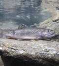 Brook trout. (Credit: Jaime Masterson / U.S. Fish and Wildlife Service)