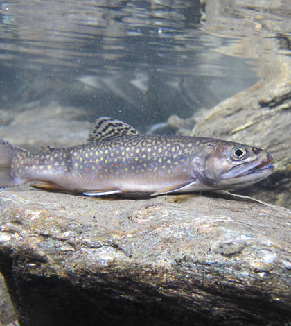 Brook trout. (Credit: Jaime Masterson / U.S. Fish and Wildlife Service)