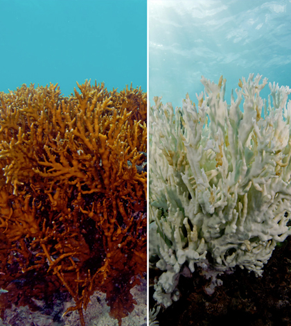 Fire coral before and after bleaching. (Credit: XL Catlin Seaview Survey)
