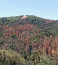 Scientists at Duke University are looking into the impacts of drought on forests. (Credit: Duke University)