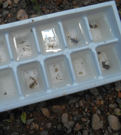 The number, type and diversity of bugs found helps determine the health of a stream habitat. (Courtesy of Kristen Kyler / Penn State)