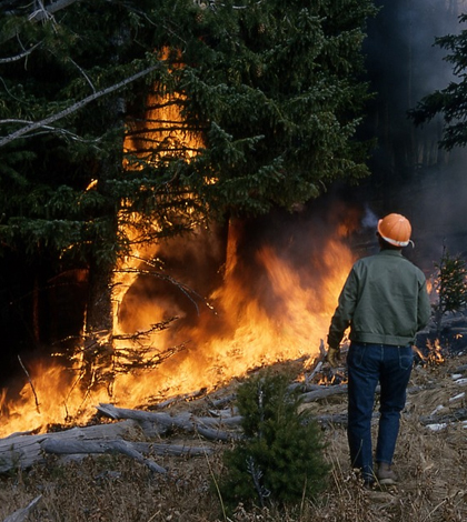 Forest fire. (Credi: Public Domain)