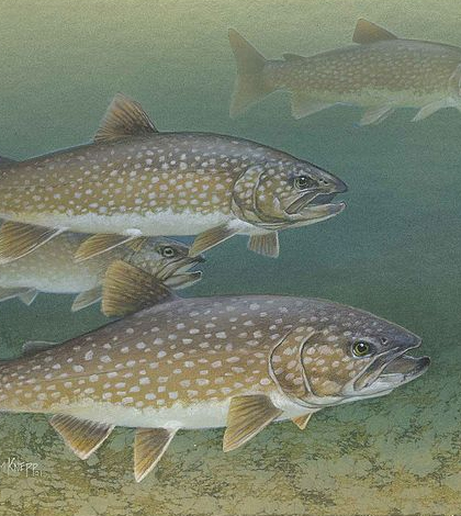 Lake trout. (Credit: Timothy Knepp / U.S. Fish and Wildlife Service)