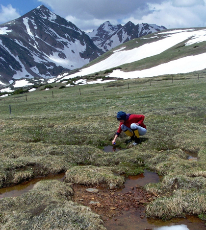 Scientists collect water samples during snowmelt season at the Saddle site at Niwot Ridge. (Credit: Stephen Schmidt / National Science Foundation)