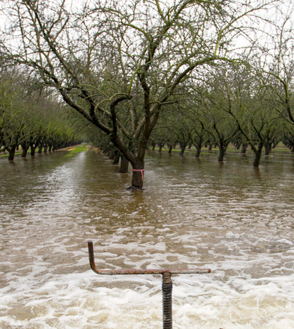 University of California, Davis scientists take full advantage of El Niño rains as they deliberately flood part of an almond orchard outside Modesto, California as part of a groundwater banking experiment. (Credit: Joe Proudman / University of California, Davis)