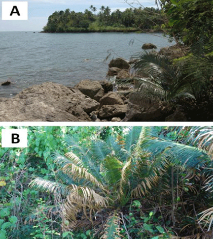 Cycas nitida juvenile plant showing the close proximity to tidal waters in western Samar Island. (Credit: Marler TE, et al)