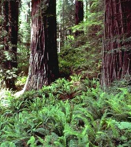 Redwood ferns form an important component of this forest’s understory. (Credit: Tim Stephens / University of California, Santa Cruz)