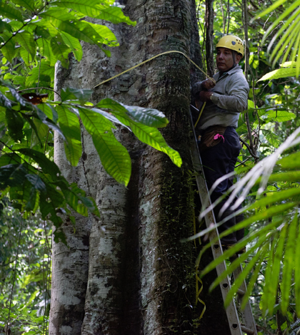 Researchres measure more than 200,000 trees every five years. (Credit: Sean Mattson / Smithsonian Tropical Research Institute)