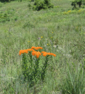 wisconsin prairies