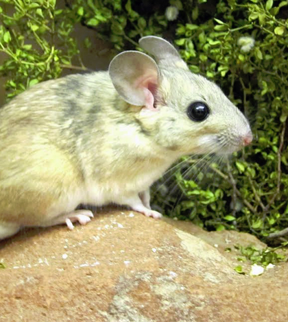 Woodrats and creosote bush. (Credit: K.D. Kohl)