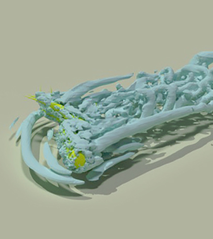 Simulated 3D flow structures around trees. (Credit: Xiaofeng Liu)