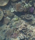 The structure and diversity of coral is at risk of dissolution from ocean acidification. (Credit: Kennedy Wolfe)