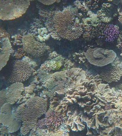 The structure and diversity of coral is at risk of dissolution from ocean acidification. (Credit: Kennedy Wolfe)