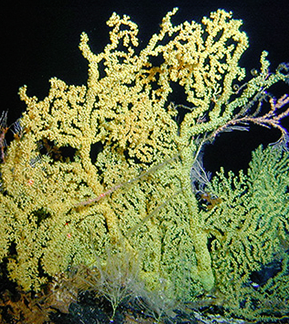 Hawaiian gold coral is a long-lived, deep-sea coral found in the North Pacific Ocean. (Credit: University of California, Santa Cruz)