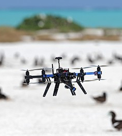 Researchers in Australia are using drones to monitor seabird populations. (Credit: Rohan Clarke)
