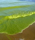 Lake Erie algal bloom in September 2009. (Credit: Tom Archer)