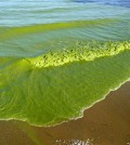 Lake Erie algal bloom in September 2009. (Credit: Tom Archer)