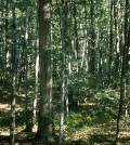 A mixed maple forest caused by fire suppression, this forest is far less drought tolerant than previous forests. (Credit: Marc Abrams)