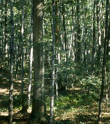 A mixed maple forest caused by fire suppression, this forest is far less drought tolerant than previous forests. (Credit: Marc Abrams)