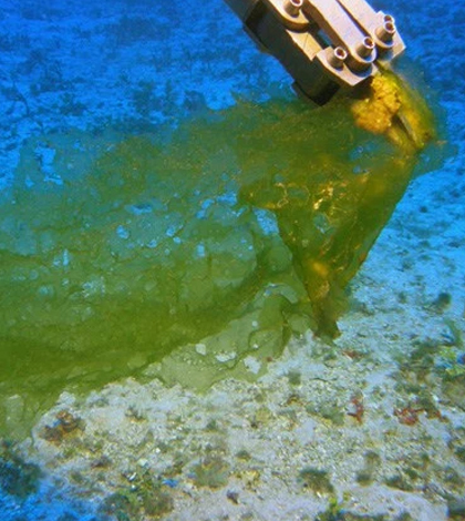 Ulva ohiohilulu, collected at 307 feet depth from south Maui. (Credit: Hawaii Undersea Research Laboratory)
