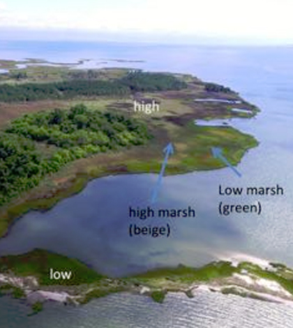 Salt marshes are more tolerant to sea level rise than previously thought. (Credit: M. Kirwan / VIMS)