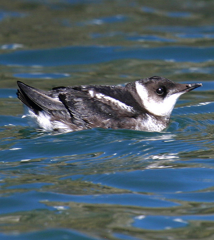 Marbled murrelet. (Credit: R. Lowe / U.S. Fish and Wildlife Service)