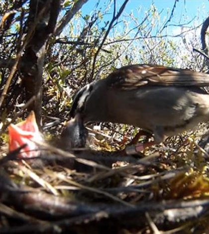 Arctic songbird nestlings may struggle as the climate becomes more extreme. (Credit: Wingfield Lab)