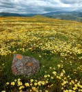 Researchers looked at effects of nitrogen on grasslands around serpentine outcroppings such as this one on Coyote Ridge. (Credit: Jae Pasari)