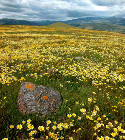 Researchers looked at effects of nitrogen on grasslands around serpentine outcroppings such as this one on Coyote Ridge. (Credit: Jae Pasari)