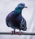 Pigeon. (Credit: Public Domain)