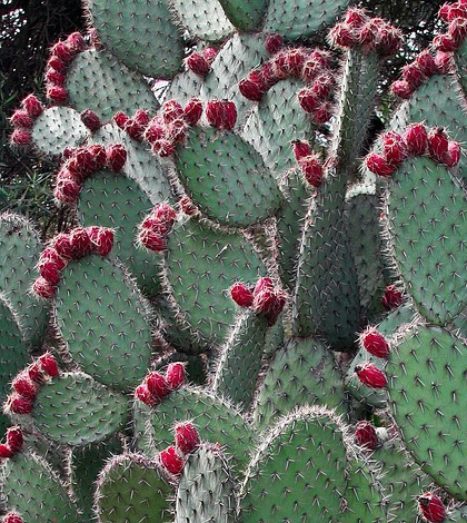 Prickly pear cactus. (Credit: Public Domain)