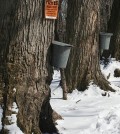 Sugar maple trees. (Credit: Public Domain)