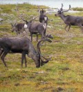 Caribou roaming the tundra near the experimental snow fence sites. (Credit: Miquel Gonzalez-Meler)