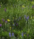 Researchers are looking at over 15,000 plots across the United States to study how atmospheric nitrogen affects biodiversity. (Credit: William D. Bowman / University of Colorado at Boulder)