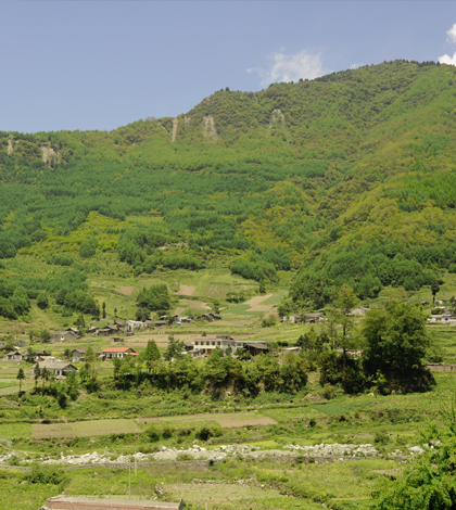 Land in this Chinese community has been converted from cropland to forest in the government's Gran to Green program. (Credit: Jianguo "Jack" Liu)