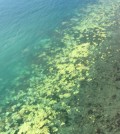 Coral bleaching in the Torres Strait. (Credit: Terry Hughes)