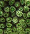 Coral polyps. (Credit: Andrea Grottoli / Ohio State University)