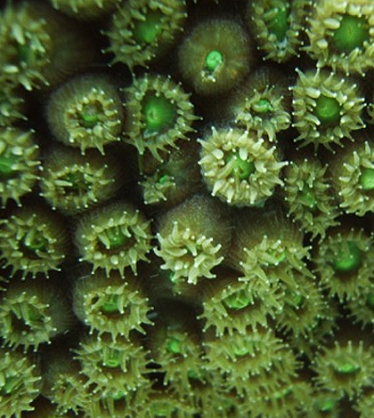 Coral polyps. (Credit: Andrea Grottoli / Ohio State University)