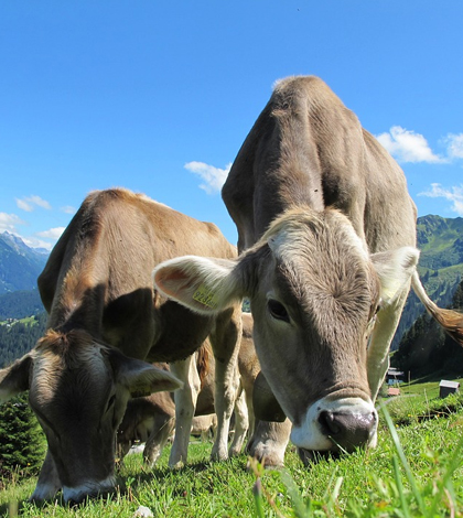 Cows grazing. (Credit: Public Domain)
